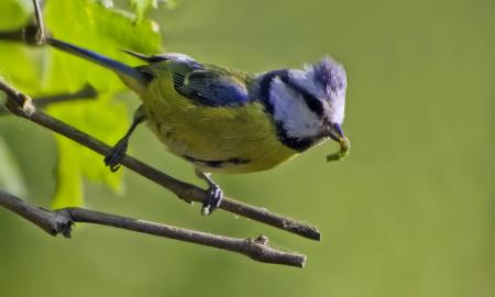 Prie lango priskrenda zylės ir barbena į stiklą? Nedaugelis žino, ką tai reiškia