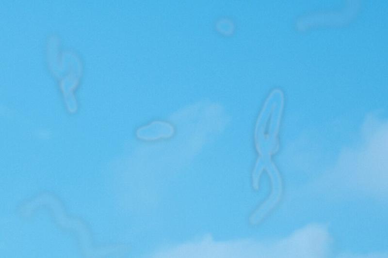 Skraidančios muselės