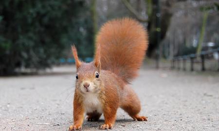 Mieli pūkuoti padarėliai? Voverės slepia kraupią paslaptį. „Jos gali būti mirtinos...“