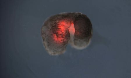 Ksenobotai nemiršta: „trečioji gyvybės būsena“, kurioje ląstelės po organizmo mirties gali suformuoti kažką visai naujo (Video)