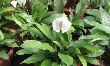 Daugiau jokio pelėsio ir kondensato. 4 kambariniai augalai, kurie kontroliuoja drėgmę (FOTO)