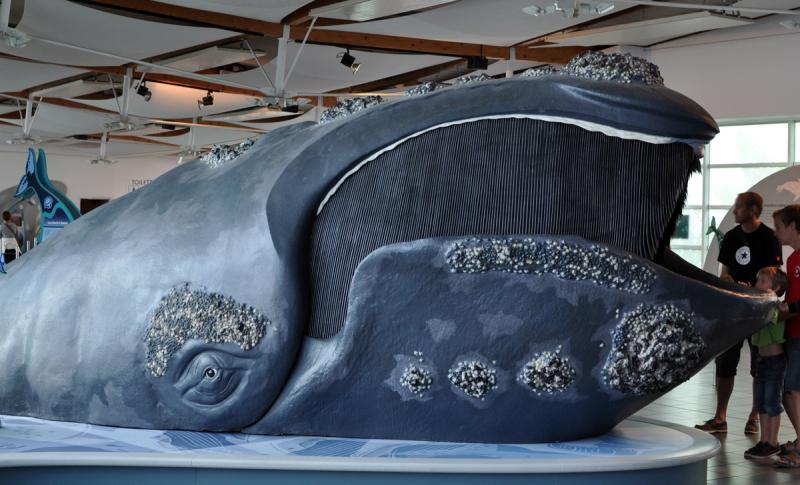 Eubalaena glacialis modelis