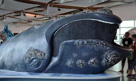 Iš vandenyno išniro itin retas žinduolis. Jų liko tik apie 400 (FOTO)