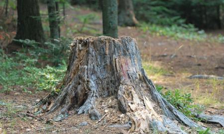 Atrasta kinų paslaptis: kaip per pusvalandį išrauti milžinišką kelmą be jokios technikos?