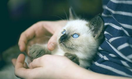 Kodėl katės nemėgsta būti laikomos ant rankų? 6 priežastys