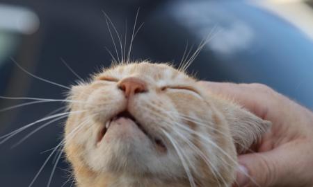 Pamirškite „miau“: štai kaip katės iš tikrųjų prisipažįsta, kad myli