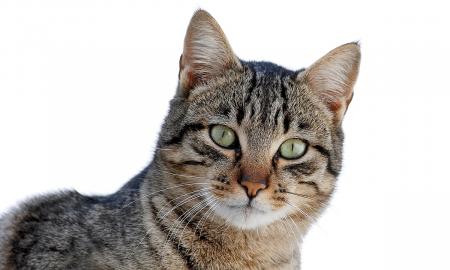 Kiek iš tikrųjų metų jūsų katei? Sužinokite tikslų amžių pagal žmogaus amžių