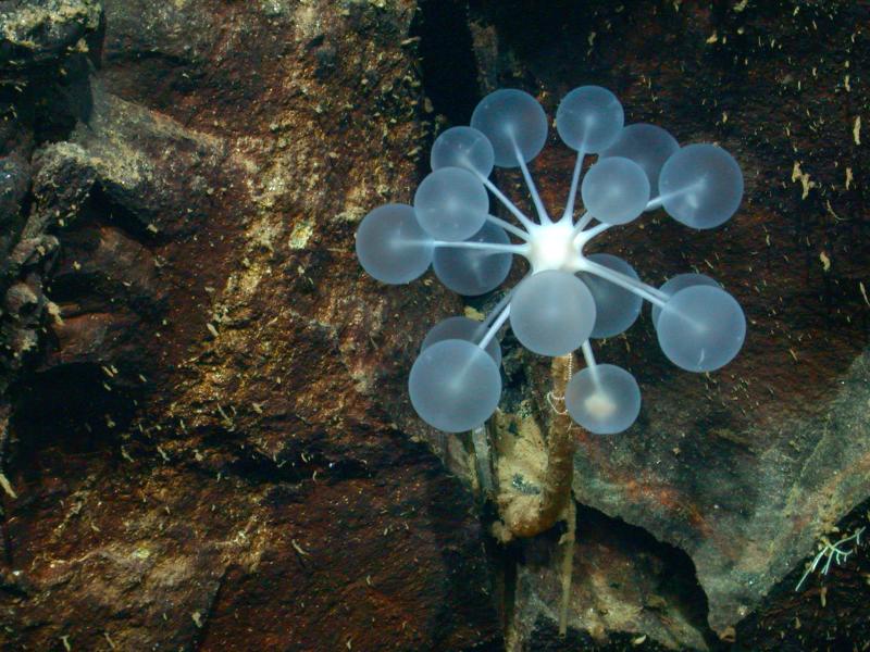 Chondrocladia genties kempinė