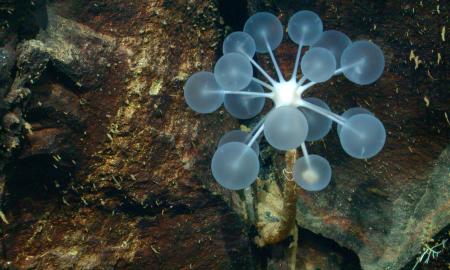 Jie atrado kai ką stebinančio... Po Antarktida. „Mirties kamuolys“ (FOTO)