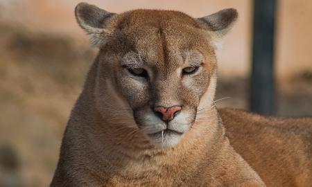 Jos sugrįžo ten, kur seniai nebuvo. Taikosi į neįprastas aukas (FOTO)