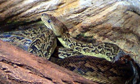 Netikėta. Vienintelė tokia gyvatė. Ji medžioja... gaujomis