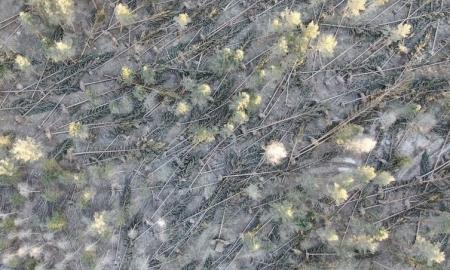 Siaubinga nelaimė Švedijoje. 10 mln. m³ miškų tiesiog nušlavė