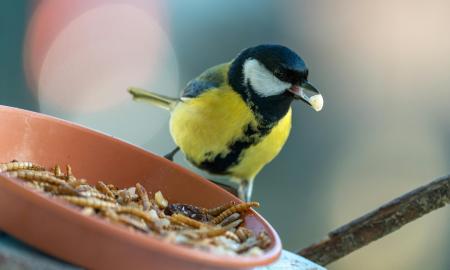 Niekada nedėkite jų į paukščių lesyklėlę. Zylės gali niekada nebesugrįžti