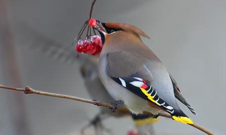 Dabar pats geriausias metas juos stebėti. Jie pasirodo būriais. Internetas dėl jų šėlsta