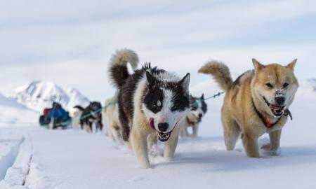 Viskas, diplomatija baigėsi. Trumpas įsakė „nedelsiant palikti“ Grenlandiją (Foto) 