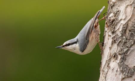 Galbūt jį matėte lesyklėlėje, bet nežinojote kas tai. „Jis unikalus Europoje“ (VIDEO)
