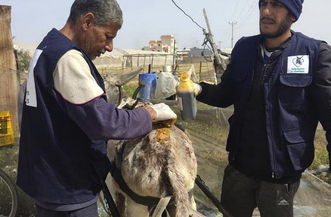 Mobilioji „Safe Haven for Donkeys“ prieglaudos brigada gydo gyvūnų žaizdas Gazoje