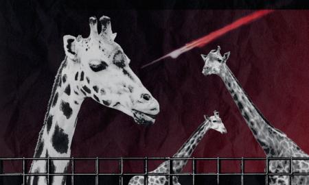 Nematomos karo aukos (Video)