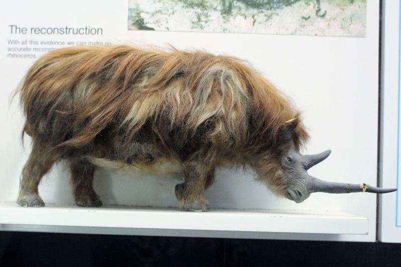 Gauruotasis raganosis 