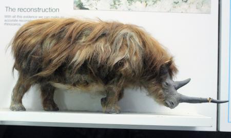 Reikės perrašyti vadovėlius? Vilko skrandyje buvo kažkas netikėto