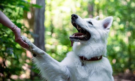 Ar jūsų šuo uždeda ant jūsų leteną? Jis siunčia svarbią „žinutę“
