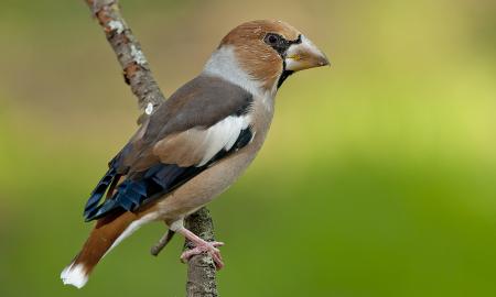 Unikalus paukštis monstriniu snapu. Būtent dabar jį lengviausia pamatyti. Kas jis? (VIDEO)