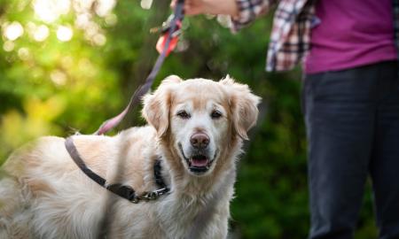 Jūsų šuo vaikščiodamas kandžioja pavadėlį? Tai aiškus ženklas