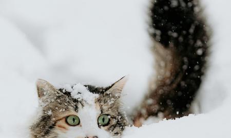 Ar galima žiemą per šalčius vesti katę į lauką? Veterinarai pateikė aiškų atsakymą