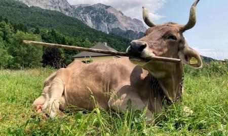 Nuostabu, ką karvė Veronika išdarinėja su pagaliu. Mokslininkai negalėjo patikėti savo akimis (VIDEO)