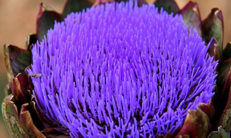 Nustokite tikėti savo akimis: violetinė spalva yra didžiausias smegenų melas (Video)