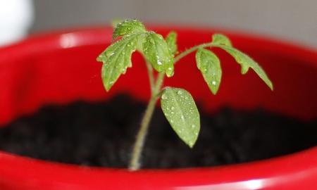 Sodininkai bus sukrėsti: kodėl paprastas vazonėlis tapo Briuselio taikiniu?