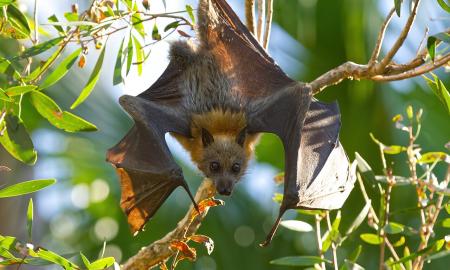 Mirtingumas – iki 75 %. Mirtinas virusas įgauna pagreitį. Kas vyksta?