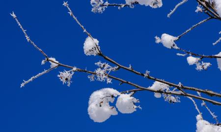 Estijos miškuose užfiksuotas 100 % šalčio signalas. Pavasario nebus?