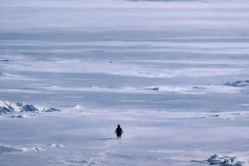 Nihilistinis pingvinas