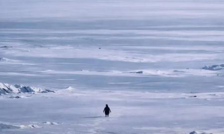 Tylus maištas arba mirties maršas. Internetas pašėlo dėl šio pingvino. Kodėl? (VIDEO)