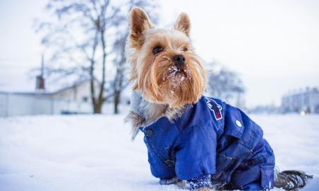 Ar jūsų šuniui reikia šiltų drabužių per arktinius šalčius?