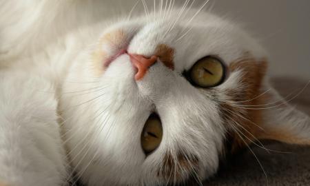 Tai ne visada meilės ženklas. Katė siunčia svarbią žinutę