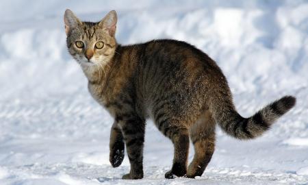 Patikrinome, kiek ilgai tęsis atšiauri žiema. Prognozės aiškios