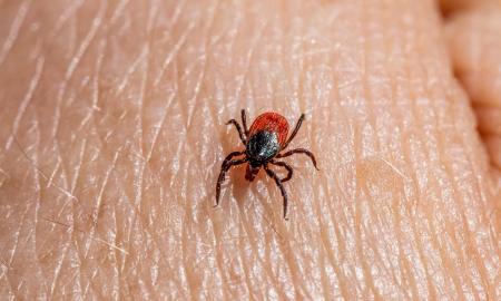 Ar stiprūs šalčiai veiksmingai neutralizuos erkes?