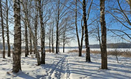 Šaltis – būtinas. Kodėl gamtai reikia „tikros“ žiemos?