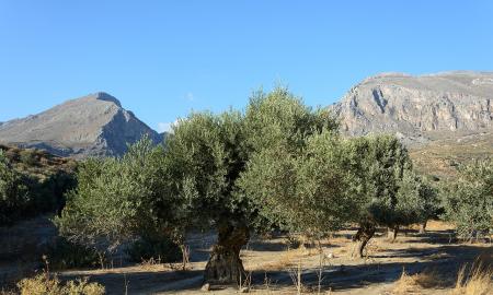 Skysto aukso kaina kyla. Europos simbolis gali neišlikti