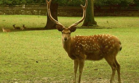 Šiurpą kelianti „karūna“. Pastebėtas elnias, ant ragų nešantis... galvą (FOTO, N-18)