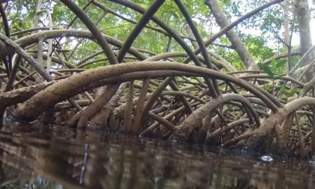 Tai neįmanoma, bet tikra: mokslininkai rado bakteriją, kurią galite pamatyti plika akimi! (Video)