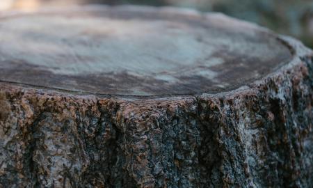 „Jie sakė, kad ąžuolas pūva 20 metų... Aš jį įveikiau per dvejus!“ Štai mano paslaptis