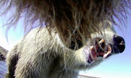 Jie uždėjo ant lokių kameras. Apie grizlius to nežinojome. Epiniai kadrai (VIDEO)