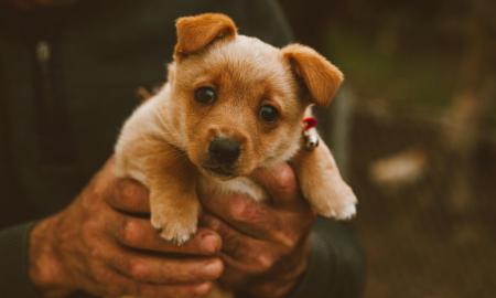 Daugiau nei augintiniai: šunų veislės, kurios taps jūsų šešėliu ir nuspės nuotaiką dar jums neprasižiojus