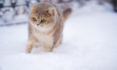 Meteorologai skelbia pokyčius: „Nuo vasario 13 d.“