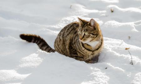 Ruoškitės staigmenai: prognozės keičiasi – žadėta šiluma Lietuvą aplenks