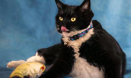 Ar jūsų katė mėgsta dėti žaislus į dubenėlį? Sužinokite, ką tai reiškia