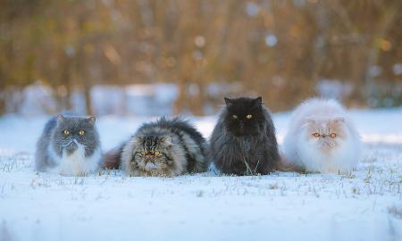 Didysis atgalinis skaičiavimas iki žiemos sugrįžimo jau prasidėjo. Žadėtas pavasaris atšaukiamas